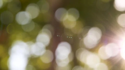 Natural bokeh effect created by sunlight filtering through leaves Vidéo 301920095