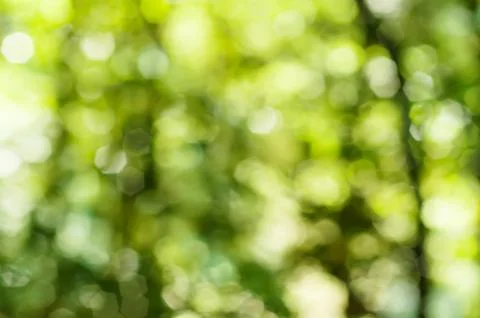Natural bokeh Фото