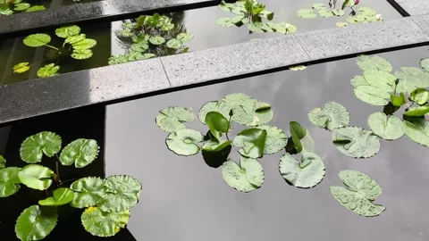 Natural botanical lotus leaf floating on water pond decoration Point of view Stock Footage 278869093