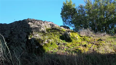 Natural Boulder With Moss And Trees In The Background. - static shot 스톡 동영상 331040493