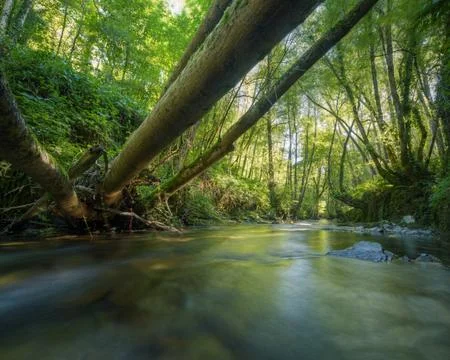 Natural bridge created by the fallen trunks of several poplars Stock Photos