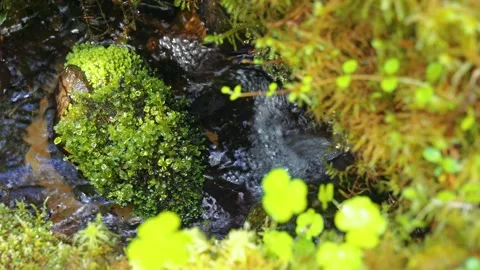 Natural brook streaming with moss surrounding Stock Footage 272496161