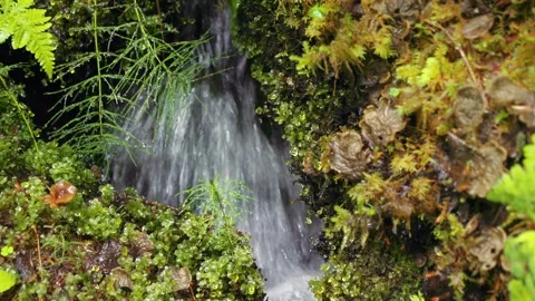 Natural brook streaming with moss surrounding Stock Footage 272498060