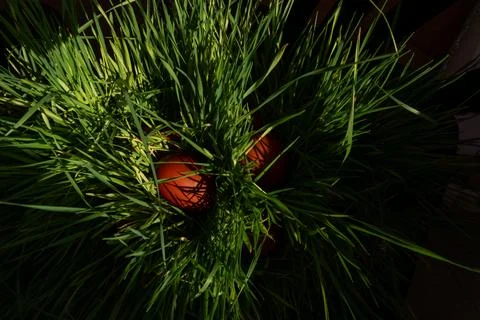 Natural brown Easter eggs in grass nest. Фото