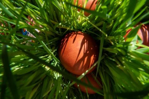 Natural brown Easter eggs in grass nest. 스톡 사진