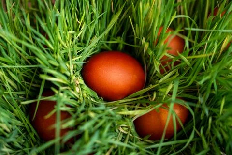 Natural brown Easter eggs in grass nest. 스톡 사진