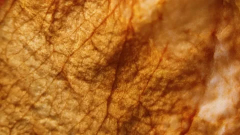 Natural Brown Leaf Texture Background Macro Vidéo 135851220