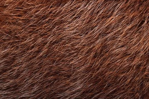 Natural brown nutria fur Stock Photos