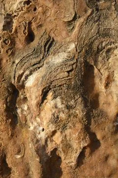 Natural brown stone wall texture with fossilized shell layers Stock Photos