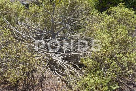 Natural brush background of a branch or shrub. Stock Photos