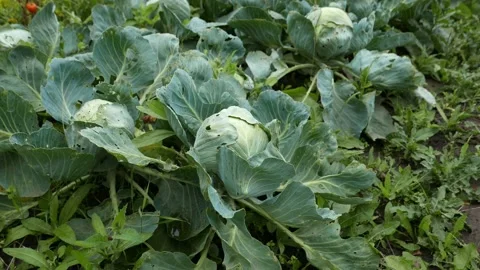 Natural cabbage in organic farm Stock Footage 137744495