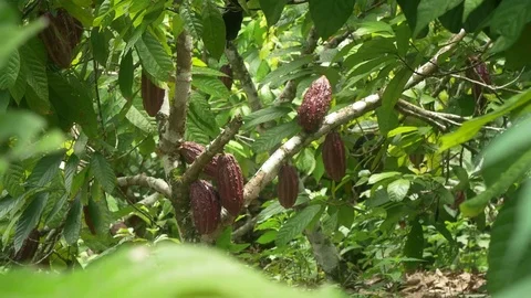 Natural Cacao Plant Video stock 80436373