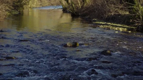 Natural Calm River 4k Video stock 71350481