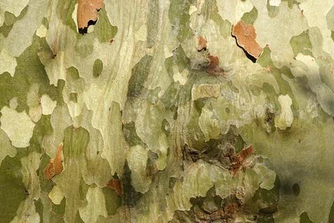Natural camouflage pattern of plane tree bark with green and beige peeling .. Stock Photos