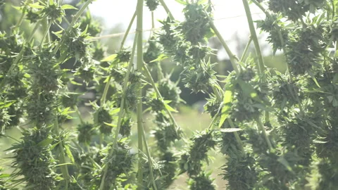 Natural cannabis drying process with basket collection Stock Footage 316315690