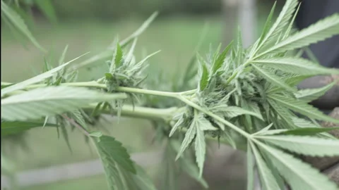Natural Cannabis processing on farm Stock Footage 316180000