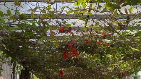 A natural canopy of intertwined branches and vines with red flowers. Stock Footage 320503363