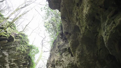 Natural Cave Wall Covered With Thick Moss And Rock Formations Stock Footage 310232314
