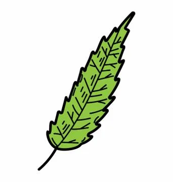 Natural Cedar Leaf Stock Illustration