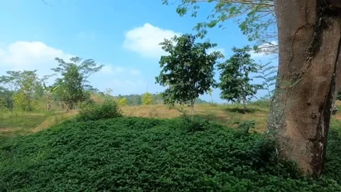 Natural charm Stock Footage 212967165