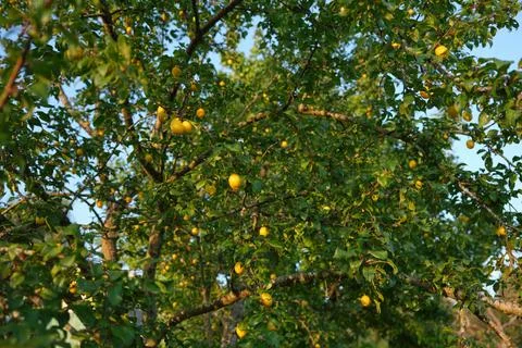 Natural cherry plum tree full of ripe yellow fruits in a rural garden, evok.. 写真素材