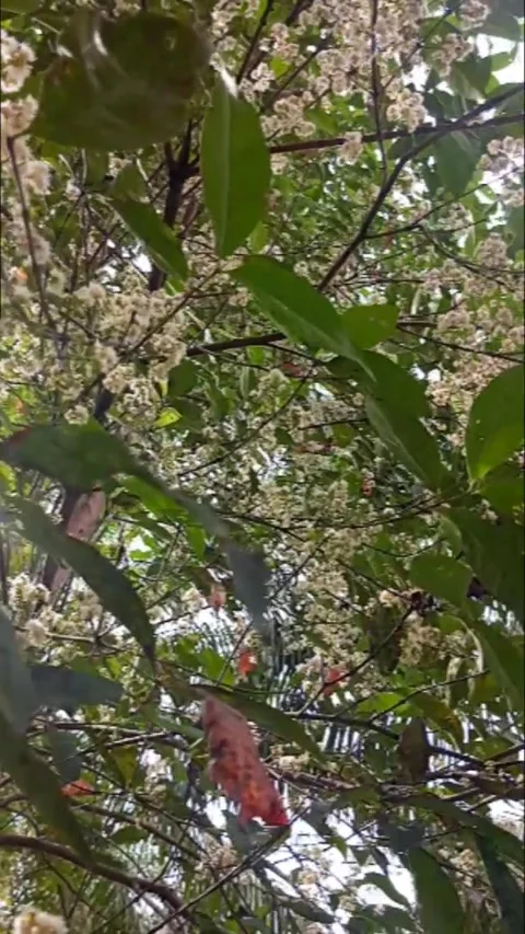 Natural cinematic leaf type plant for cooking / Syzygium polyanthum Stock Footage 229374684