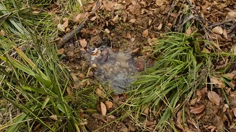 Natural clean water source on the ground Stock Footage 133935450