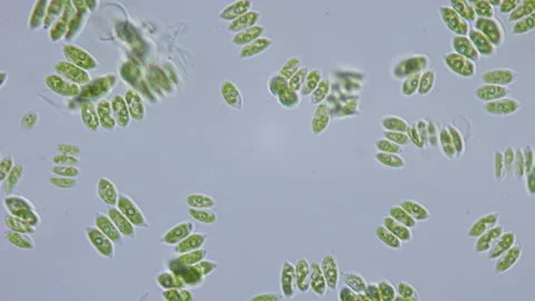 Unicellular Microorganisms Stock Footage ~ Royalty Free Stock Videos ...