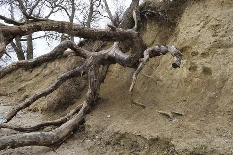 Natural cliffs with overturned tree Stock Photos