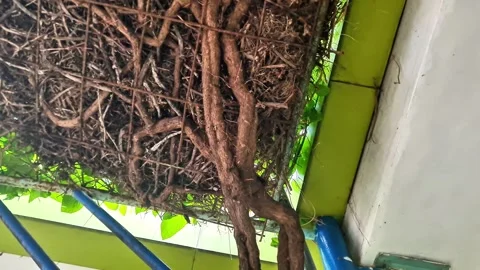 Natural Climbing Vine Roots on Structure  Rustic Organic Texture Background 스톡 동영상 331507366
