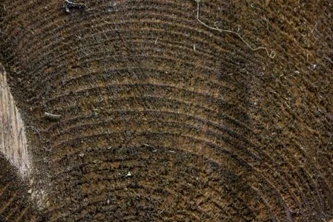 Natural close-up texture of a tree Stock Photos