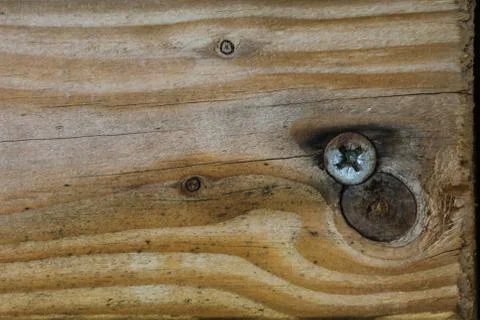 Natural close-up texture of a tree Stock Photos