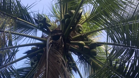Natural Coconut natural Tree Video stock 123277909