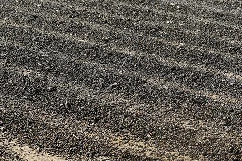 Natural coffee bean drying process in organized rows under the sun Photos