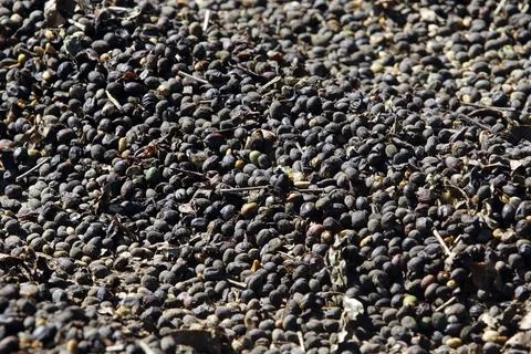 Natural coffee bean drying process in organized rows under the sun Stockfoto's