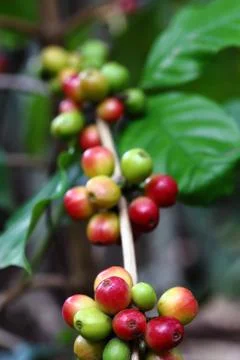 Natural coffee beans Stock Photos