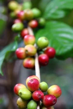 Natural coffee beans Stock Photos