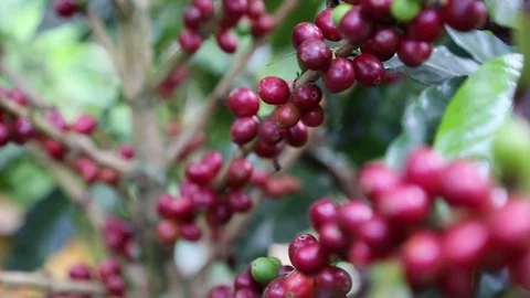 Natural Coffee Stock Footage 77408566