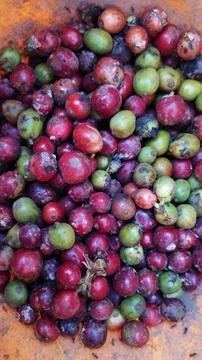 NATURAL COFFEE Stock Photos
