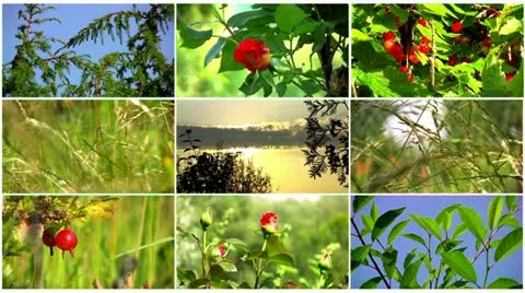 Natural collage Stock Footage 11349944