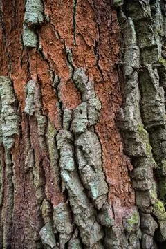 Natural colored texture of oak tree bark Foto stock