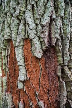 Natural colored texture of oak tree bark Foto stock