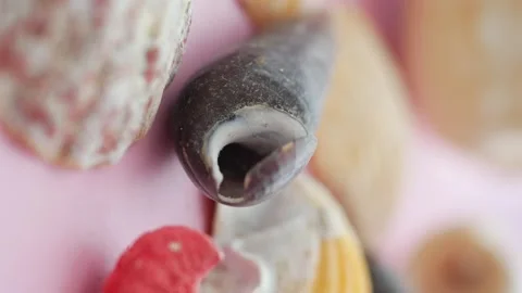 Natural colors and textures of seashells on display Stock Footage 317481298