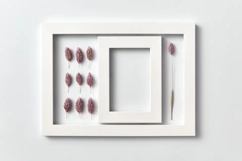 Natural composition from flower buds with empty frame on a light background. Stock-Fotos