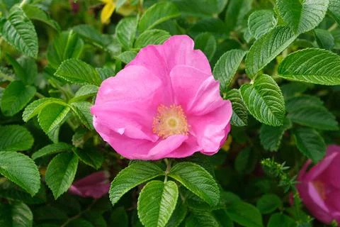 Natural composition of single wild rose blossom evoking peace and seasonal aw 写真素材