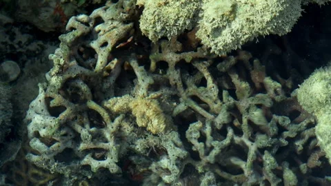 Natural Coral Reef Texture Beneath Shallow Water Surface Stockbeeldmateriaal 340005446