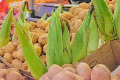 Natural corn cobs surrounded by potatoes and a cardboard box Stock Photos