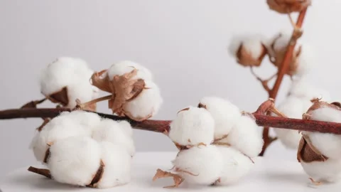 Natural cotton branches with white fluffy flowers rotate on white background Stockbeeldmateriaal 219345997