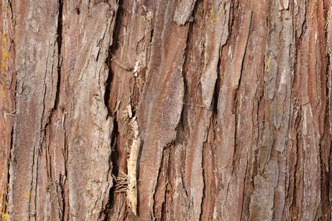 Natural Cracked Brown Bark Wood Texture Background Stock Photos