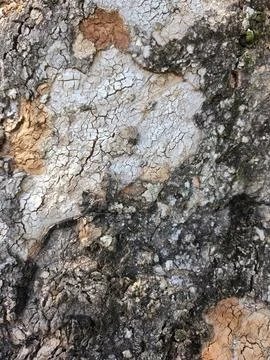 Natural Cracked Tree Bark Texture with White and Dark Rough Pattern Stock Photos